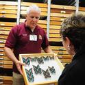 Entomologist Jeff Smith, curator of the butterfly and moth specimens at the Bohart Museum of Entomology, enjoys showing insects. (Photo by Kathy Keatley Garvey)