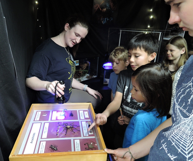 UC Davis entomology graduate student Charlotte Herbert will be tabling an activity at the Dixon May Fair on Saturday, May 12. She recently showed scorpions at the UC Davis Biodiversity Museum Day. Under a black light, scorpions fluoresce. (Photo by Kathy Keatley Garvey)