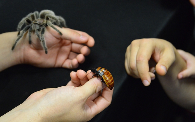 What's more fun than an arthropod? Two arthopods! Pictured are a spider, a rose-haired tarantula--and an insect, a  Madagascar hissing cockroach. (Photo by Kathy Keatley Garvey)
