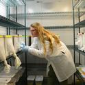 UC Davis doctoral student and mosquito researcher Olivia Winokur checks on mosquitoes in the walk-in chamber in the insectary. The chamber is set to 26 Celsius and 80 percent humidity to mimic tropical conditions. (Photo by Kathy Keatley Garvey)