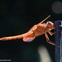 A male flameskimmer dragonfly, Libellula saturata, perches on a bamboo stake. (Photo by Kathy Keatley Garvey)
