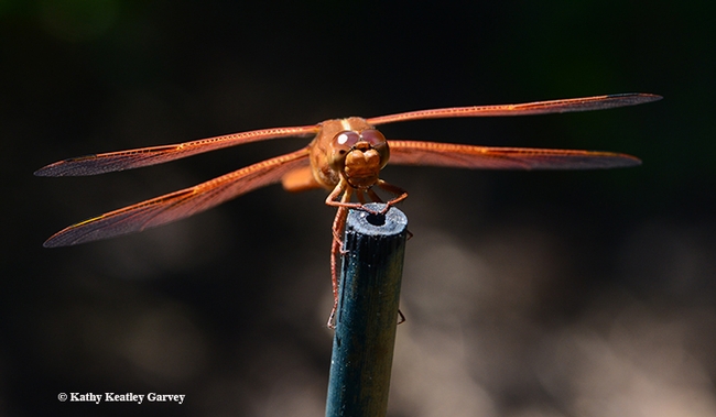 Flameskimmer dragonfly, Libellula saturata, about to take flight. (Photo by Kathy Keatley Garvey)