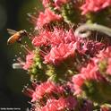 A honey bee heads for a tower of jewels, Echium wildpretii, a biennual. This image was taken in Vacaville, Calif.  (Photo by Kathy Keatley Garvey)
