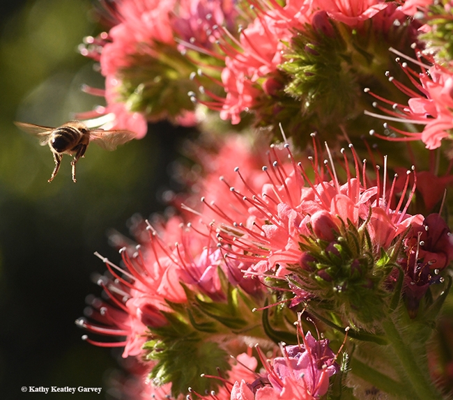 On the move! It's off to find another nectar-rich blossom. (Photo by Kathy Keatley Garvey)