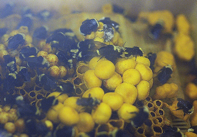 One of Rosemary Malfi's bumble bee colonies. (Photo by Kathy Keatley Garvey)