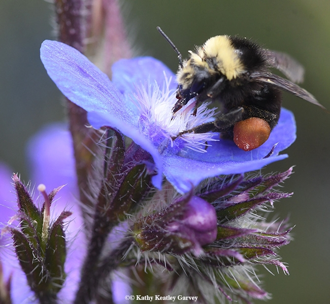 A yellow-faced bumble bee, Bombus vosnesenskii, foraging on Anchusa azurea at Annie's Annuals and Perennials, Richmond. (Photo by Kathy Keatley Garvey)
