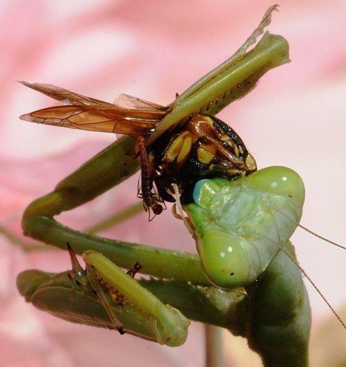 TWO PREDATORS--A praying mantis munches its prey, a vespid wasp. (Photo by Kathy Keatley Garvey)