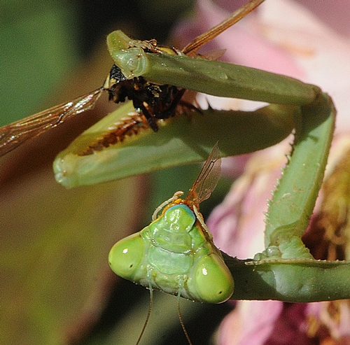 A PRAYING MANTIS with the wing of a wasp in its mouth. (Photo by Kathy Keatley Garvey)