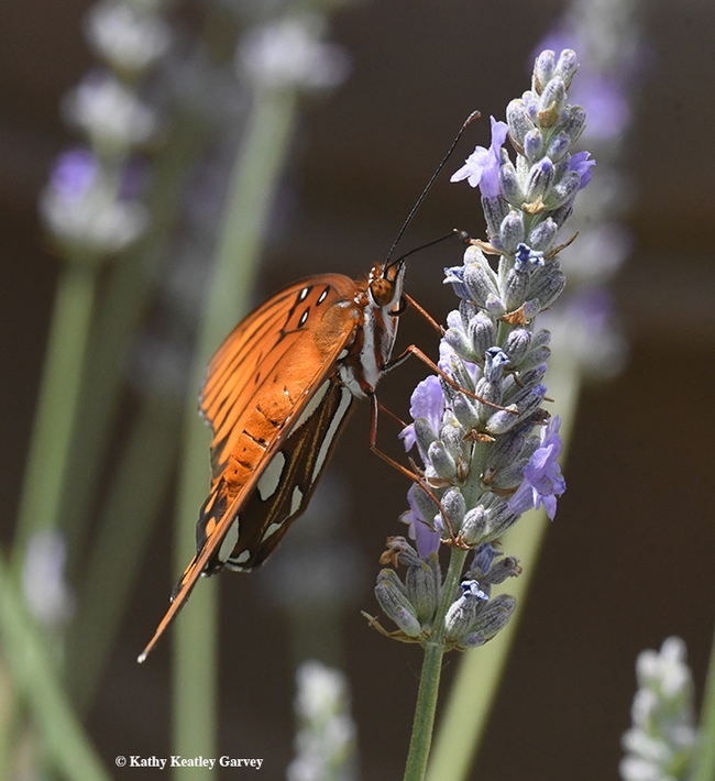 A Gulf Fritillary (Agraulis vanillae) clinging to a lavender stem in Vacaville, Calif. (Photo by Kathy Keatley Garvey)