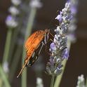 A Gulf Fritillary (Agraulis vanillae) clinging to a lavender stem in Vacaville, Calif. (Photo by Kathy Keatley Garvey)