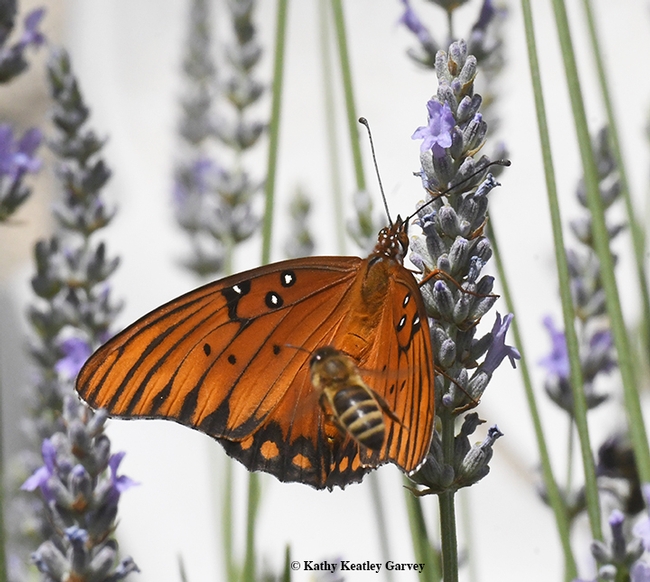 A honey bee, seeking nectar from a lavender, buzzes a Gulf Fritillary, Agraulis vanillae.  (Photo by Kathy Keatley Garvey)