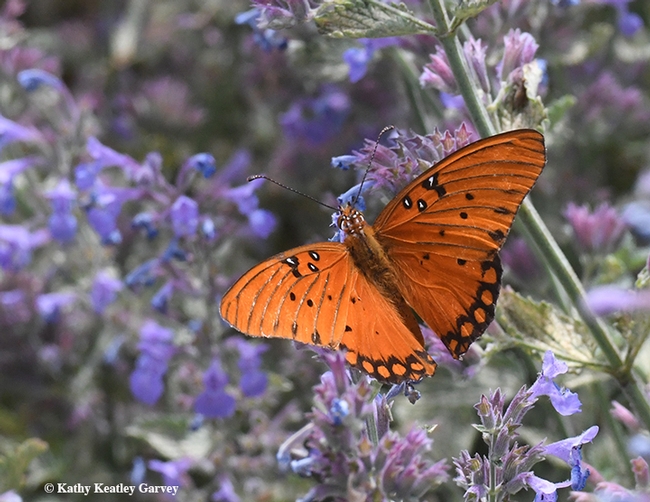 Gulf Fritillary heads for the nearby catmint patch. (Photo by Kathy Keatley Garvey)