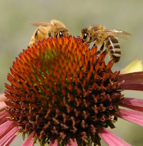 AN ITALIAN BEE (left) and a New World Carniolan bee forage on a purple coneflower at the Haagen-Dazs Honey Bee Haven at UC Davis. (Photo by Kathy Keatley Garvey)