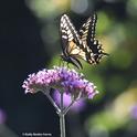 Anise Swallowtail Papilio zelicaon, nectaring on Verbena in Vacaville, Calif. (Photo by Kathy Keatley Garvey)