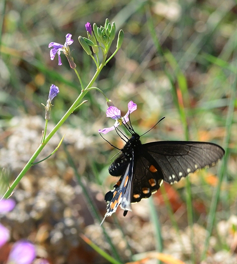 A pipevine swallowtail, Battus philenor, nectaring on wild radish in Gates Canyon, Vacaville, on Jan. 26, 2014. This one was part of Art Shapiro's tally that day. (Photo by Kathy Keatley Garvey)