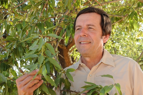IPM SPECIALIST Frank Zalom checks out an almond tree. He was just named the 2010 recipient of the 