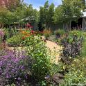 This is an overview of part of Kate Frey's pollinator garden at Sonoma Cornerstone. (Photo by Kathy Keatley Garvey)