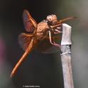 A flameskimmer dragonfly, Libellula saturata, perches on a bamboo stake in Vacaville, Calif. Native to western North America, it belongs to the family Libellulidae. (Photo by Kathy Keatley Garvey)