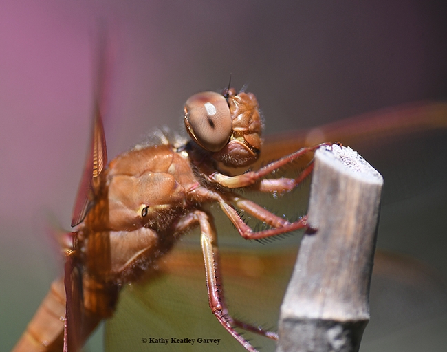Close-up of the flameskimmer dragonfly, also called a 