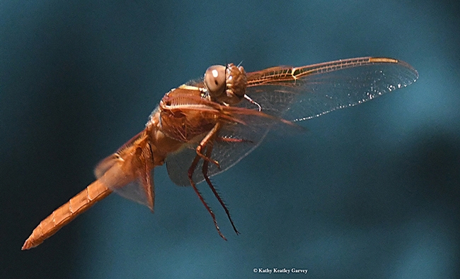 Flameskimmer in flight as he heads back to his perch, a bamboo stake. (Photo by Kathy Keatley Garvey)