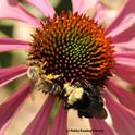 A honey bee and bumble bee share a coneflower in the Häagen-Dazs Honey Bee Haven. This is a yellow-faced bumble bee, Bombus vosnesenskii. (Photo by Kathy Keatley Garvey)