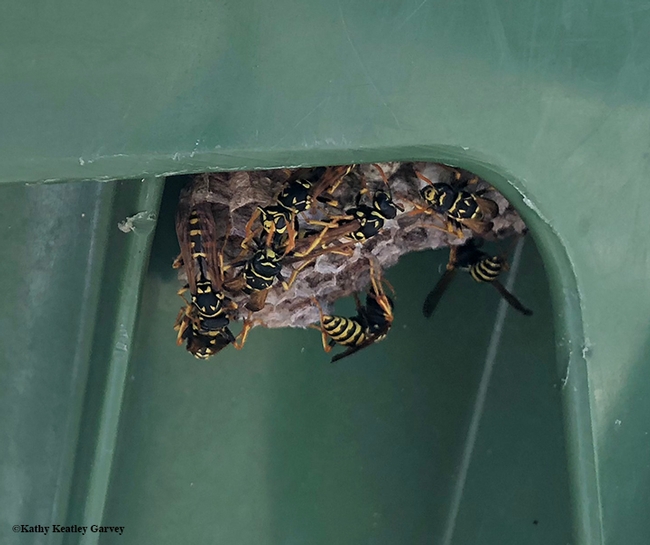 Close-up of the European paper wasps building their nest beneath the overhanging lid of a recycling bin. (Photo by Kathy Keatley Garvey)