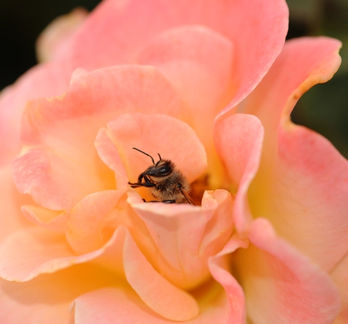 PEEK-A-BEE--The head of a honey bee pops out from inside a rose. (Photo by Kathy Keatley Garvey)