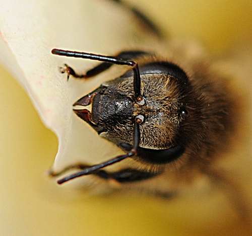 CLOSE-UP of the head of a honey bee. (Photo by Kathy Keatley Garvey)