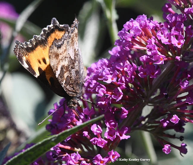 The California Tortoiseshell is bright orange with black spots on the wings, but the underside is a dullish gray-brown, resembling a dead leaf. (Photo by Kathy Keatley Garvey)