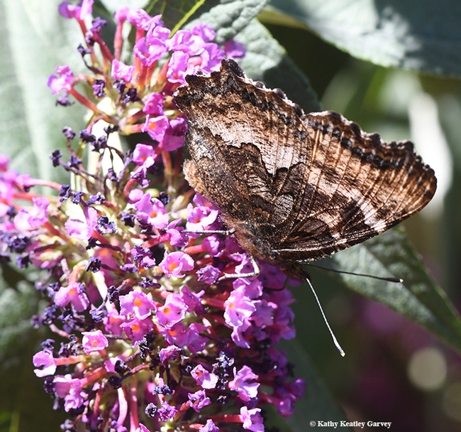 This image of the California Tortoiseshell shows the dullish brown and gray underwings, a perfect camouflage. (Photo by Kathy Keatley Garvey)