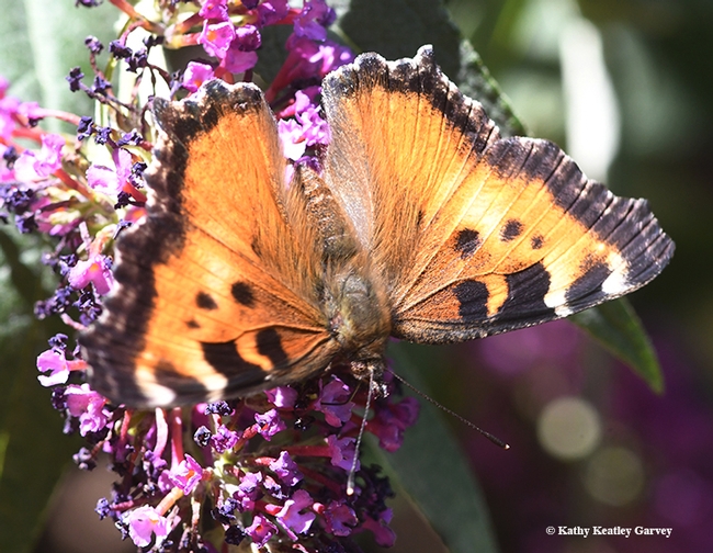 Sometimes it seems like forever before the California Tortoiseshell spreads its wings. This one did several times before it fluttered off. (Photo by Kathy Keatley Garvey)