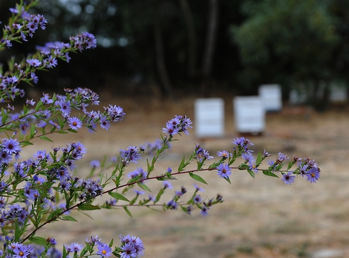 PURPLE ASTERS bloom brilliantly at the Harry H. Laidlaw Jr. Honey Bee Research Facility at the University of California, Davis. In the back are the bee boxes. (Photo by Kathy Keatley Garvey)