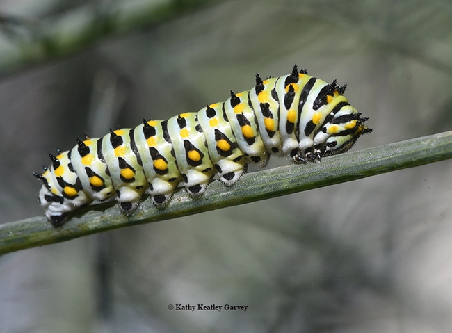 The iconic anise swallowtail caterpillar is a pale green with black bands containing orange spots. This is probably the fifth instar. (Photo by Kathy Keatley Garvey)