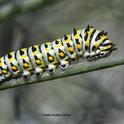 The iconic anise swallowtail caterpillar is a pale green with black bands containing orange spots. This is probably the fifth instar. (Photo by Kathy Keatley Garvey)