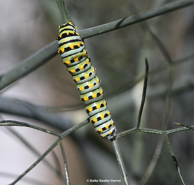 Dorsal view of an anise swallowtail caterpillar. (Photo by Kathy Keatley Garvey)