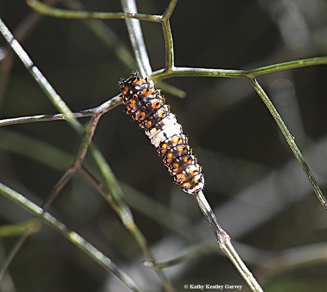 This younger larva of the anise swallowtail resembles a bird dropping. (Photo by Kathy Keatley Garvey)