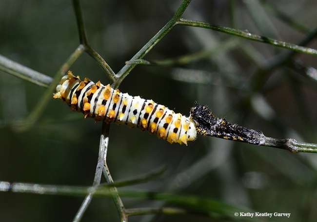 This anise swallowtail caterpillar is shedding its skin or molting, leaving its “bird dropping” skin behind.  This is probably the third instar. (Photo by Kathy Keatley Garvey)