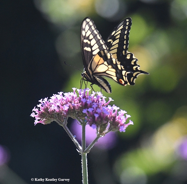 An adult anise swallowtail nectaring on Verbena. (Photo by Kathy Keatley Garvey)