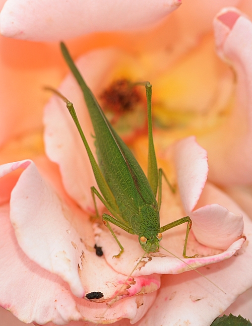 MENACING LOOK of a katydid. (Photo by Kathy Keatley Garvey)