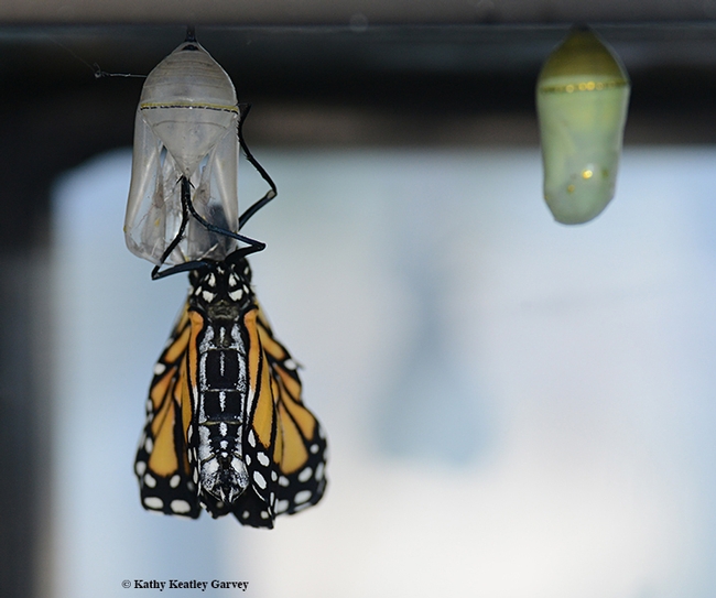 Just you wait, soon I'll be a familiar looking butterfly. (Photo by Kathy Keatley Garvey)