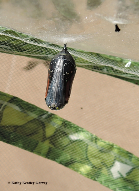 A monarch will soon eclose from  this transparent chrysalis. (Photo by Kathy Keatley Garvey)
