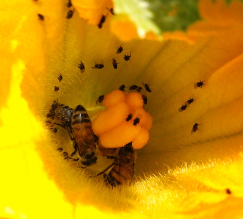 'WONDER FLIES' sharing a squash blossom with two honey bees in Napa. (Photo by Kathy Keatley Garvey)
