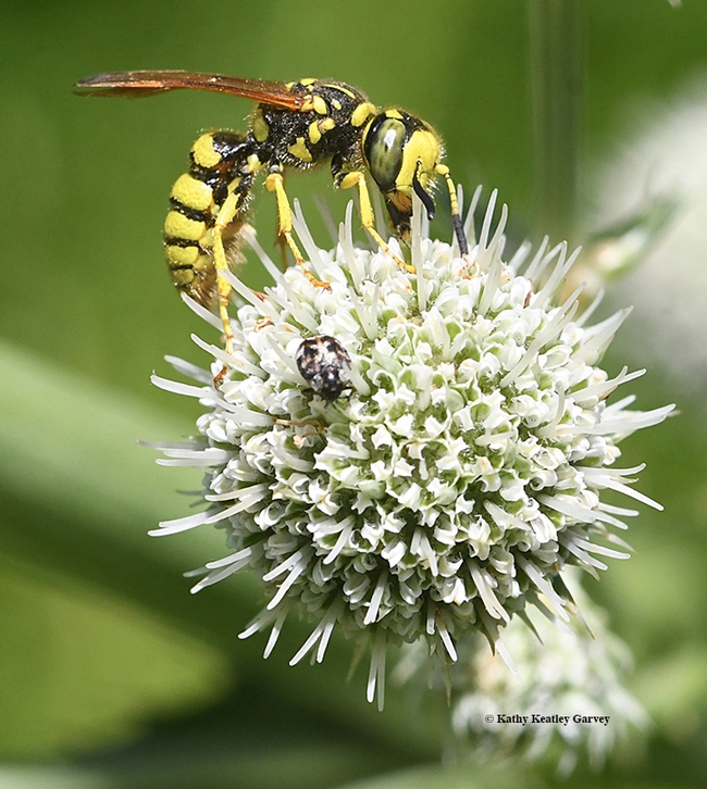 A crabronid wasp or beewolf foraging on a pineapple sea lily (Eryngium horridum) at the Morningsun Herb Farm, Vacaville, Calif. (Photo by Kathy Keatley Garvey)