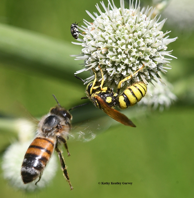 Beewolves prey on honey bees, but in this case, both the beewolf and the honey bee are intent on foraging for nectar. At the top is a third insect: a mordellid beetle. (Photo by Kathy Keatley Garvey)