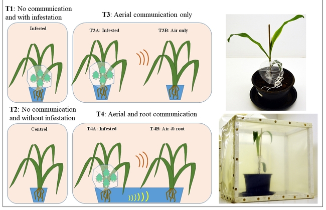 An illustration of plant-plant communication by the Christian Nansen lab, in the Plant Methods journal