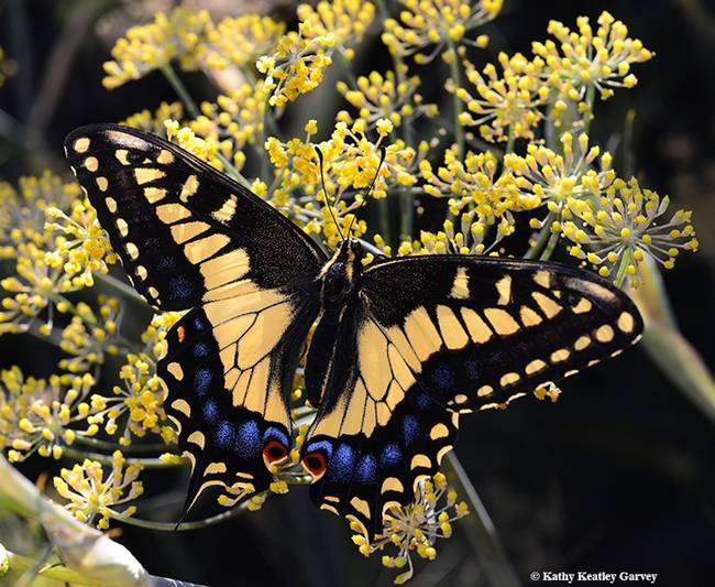 Newly eclosed anise swallowtail, Papilio zelicaon. (Photo by Kathy Keatley Garvey)