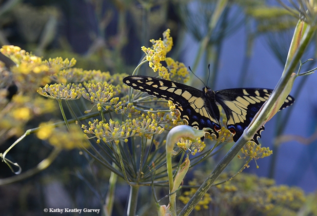 Newly eclosed anise swallowtail, Papilio zelicaon, ready to take flight. (Photo by Kathy Keatley Garvey)