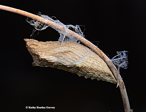 An anise swallowtail chrysalis. (Photo by Kathy Keatley Garvey)