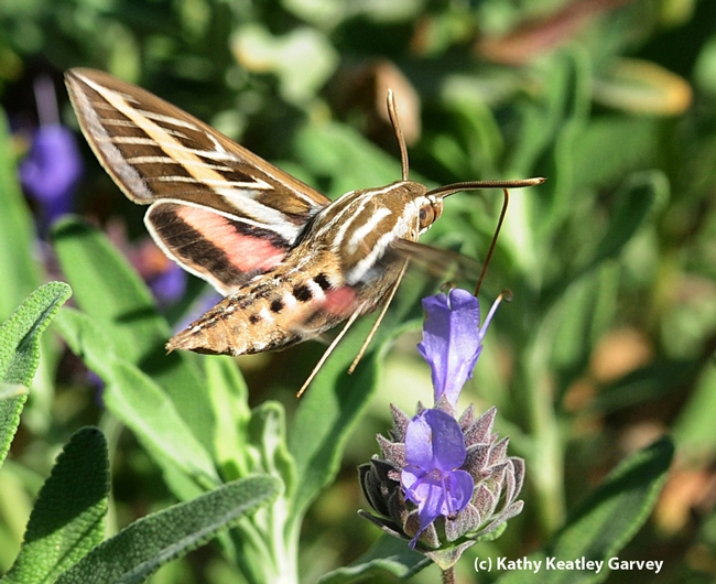 This is a white-lined sphinx moth (Hyles lineata). (Photo by Kathy Keatley Garvey)