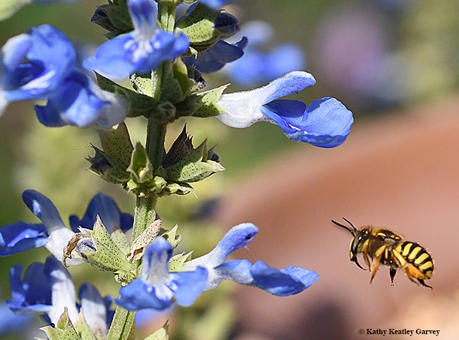 The European wool carder bee, an Old World bee, seems to prefer blue flowers with a long throat. This is blue spike sage, Salvia uliginosa, a native of Brazil. (Photo by Kathy Keatley Garvey)